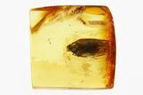 Detailed Fossil Planthopper (Fulgoroidea) In Baltic Amber #292468-1